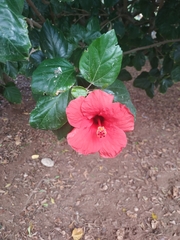 Hibiscus