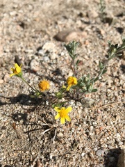 Eriophyllum multicaule