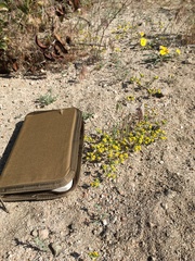 Eriophyllum multicaule