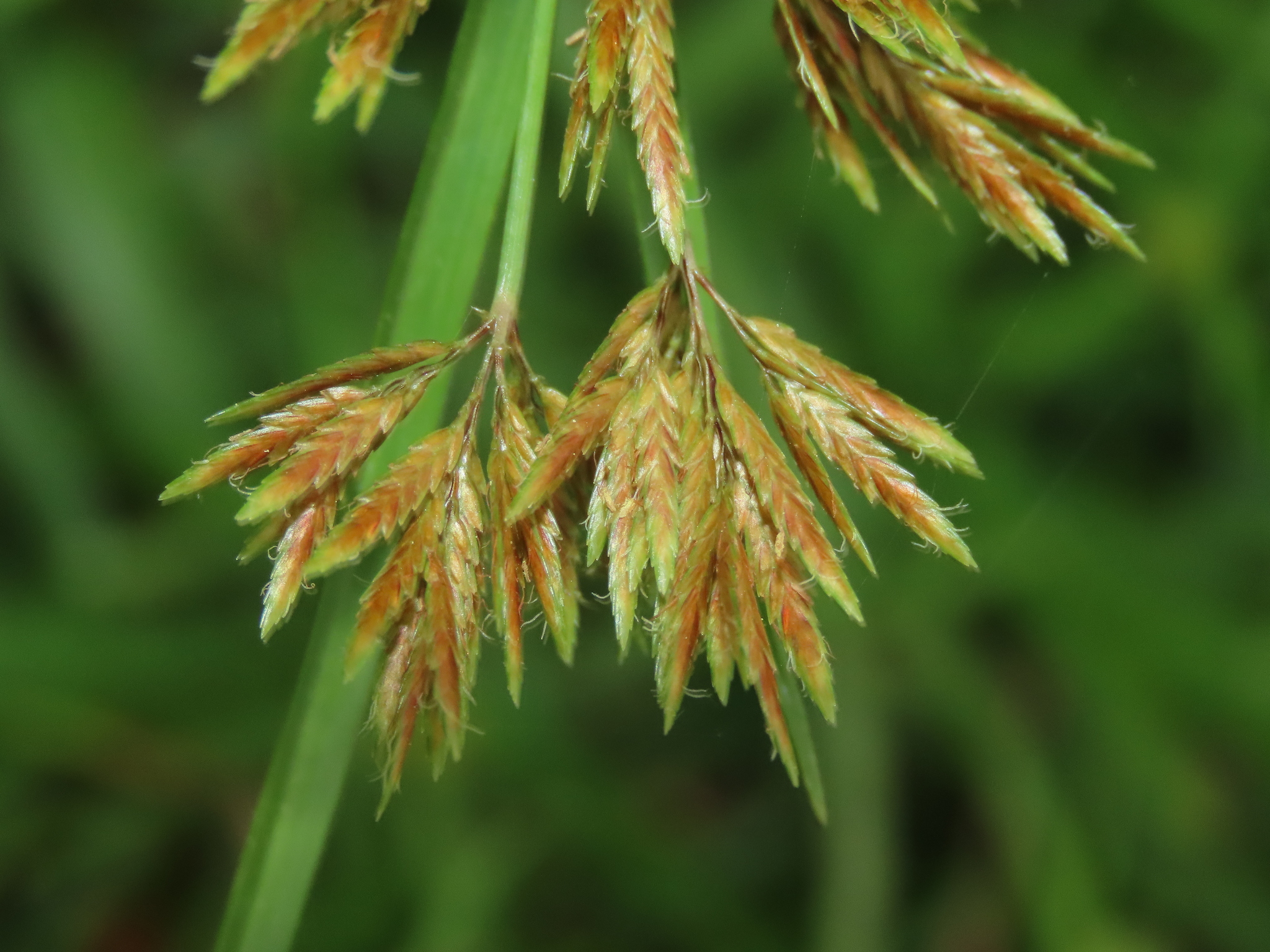 Cyperus polystachyos