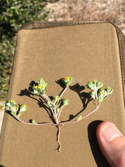 Eriophyllum multicaule