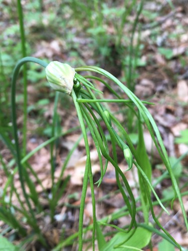 Allium canadense, photograph 4