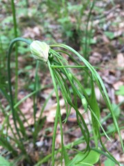 (c) lejones417, some rights reserved (CC BY-SA) Allium canadense, photograph (c) lejones417, some rights reserved (CC BY-SA)