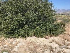 Eriophyllum multicaule