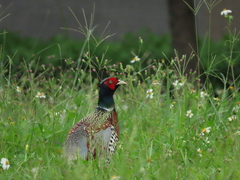Phasianus colchicus formosanus
