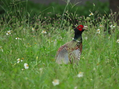 Phasianus colchicus formosanus