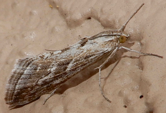 Evergestis vinctalis