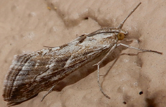 Evergestis vinctalis