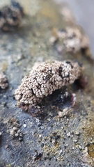 Godronia ribis