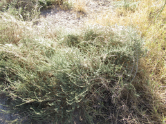 Suaeda nigra