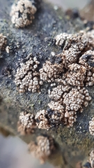 Godronia ribis