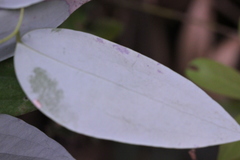 Smilax hypoglauca