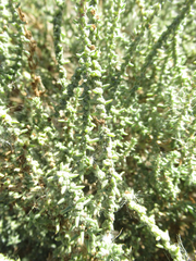 Suaeda nigra