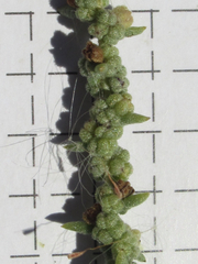 Suaeda nigra