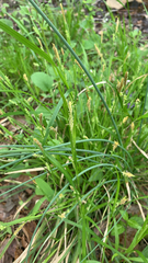 Carex hirta