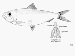 False Herring photo 2