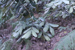 Lithocarpus haipinii