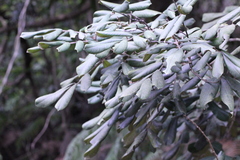 Lithocarpus haipinii