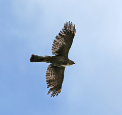 Accipiter cooperii