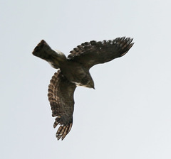 Accipiter cooperii