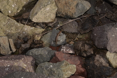 Concinnia brachysoma