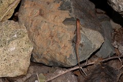 Concinnia brachysoma