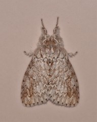 Dasychiroides pratti