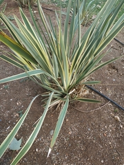 Yucca
