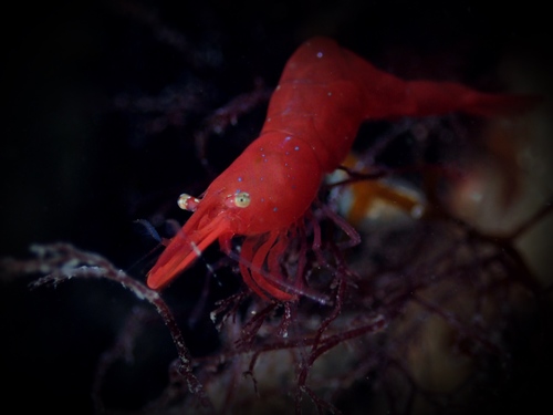 Chamaeleon Prawn, photo 3 of 9