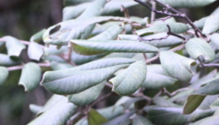 Lithocarpus haipinii