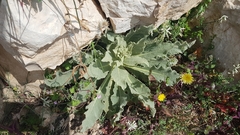 Verbascum undulatum