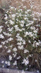 Phlox tenuifolia