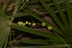 Carex divulsa divulsa