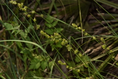 Carex divulsa divulsa