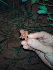 Physalaemus nattereri