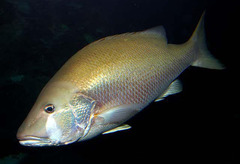 Dog Snapper photo 2