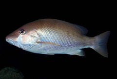 Dog Snapper photo 3