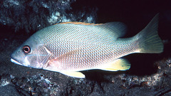 Dog Snapper photo 5