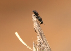 Crossocerus exiguus