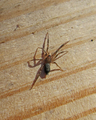 Drassyllus depressus