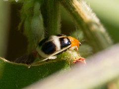 Gynandrobrotica