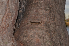 Concinnia brachysoma