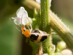 Gynandrobrotica