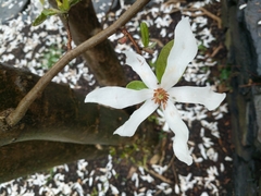 Magnolia