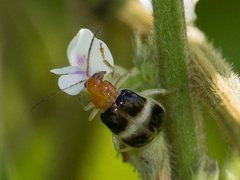 Gynandrobrotica