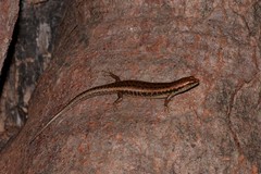 Concinnia brachysoma