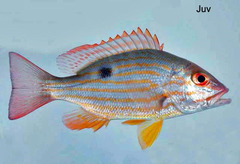 Lane Snapper photo 4