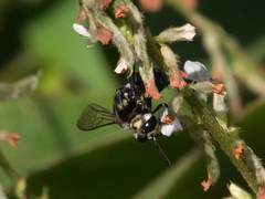 Thalestria spinosa