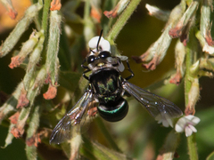 Thalestria spinosa