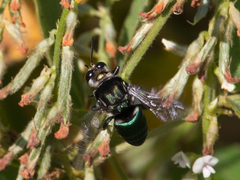 Thalestria spinosa